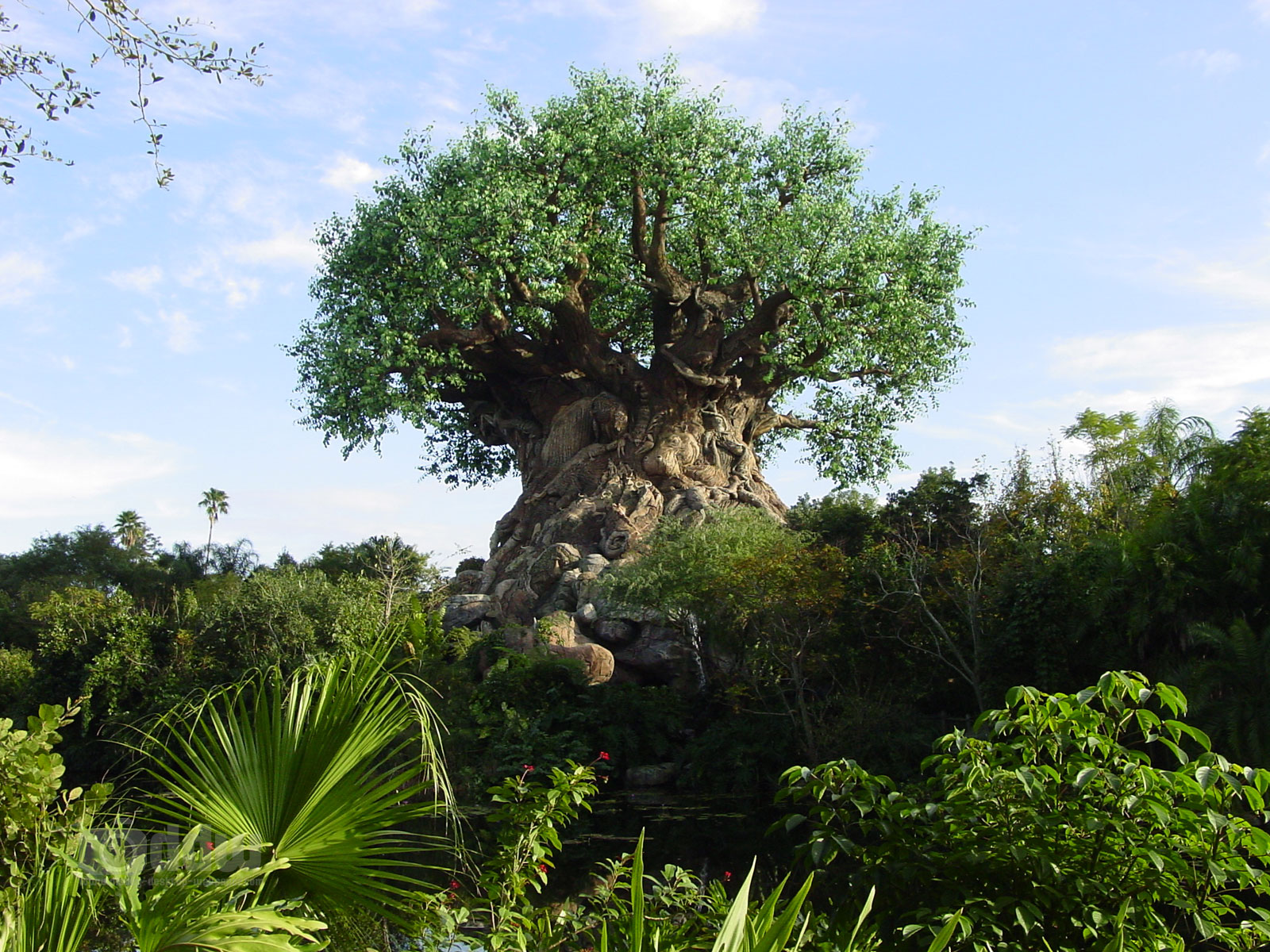 walt disney world magic kingdom walt disney world animal kingdom tree of life hd